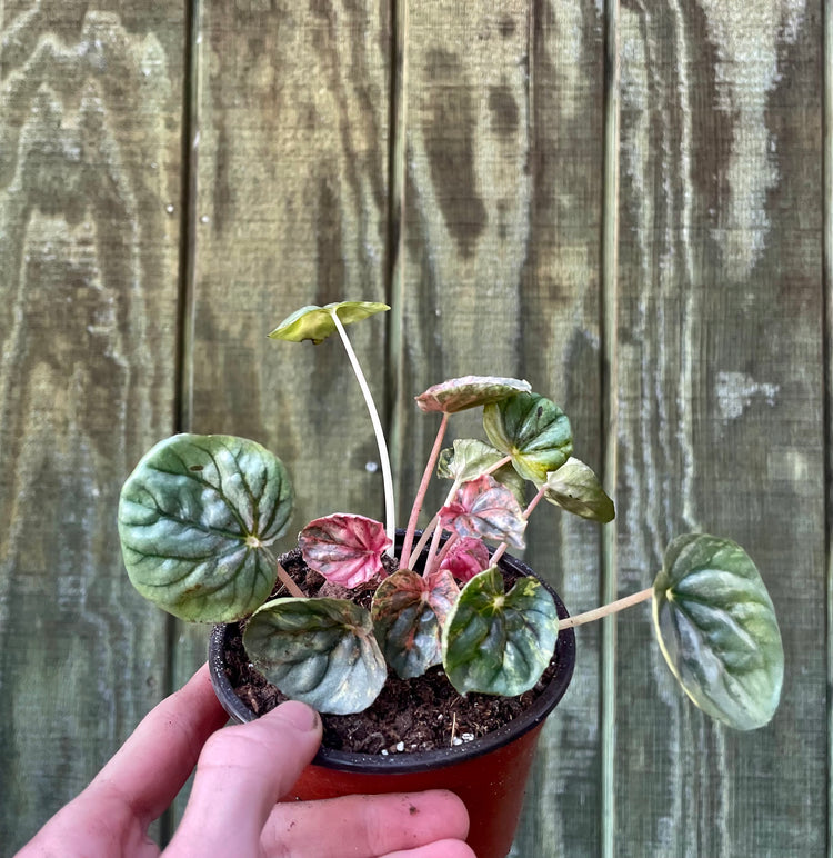 4” Pink Lady Pep