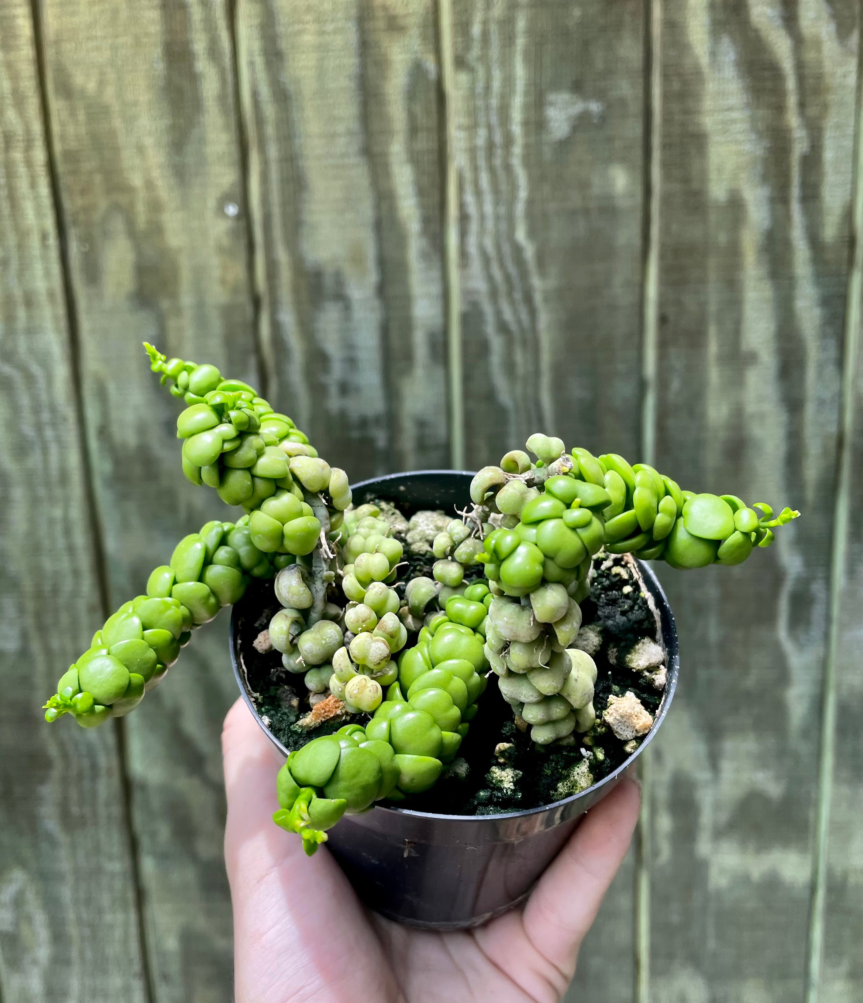 dragon jade plant 4” Dischidia nummularia sp. Dragon Jade