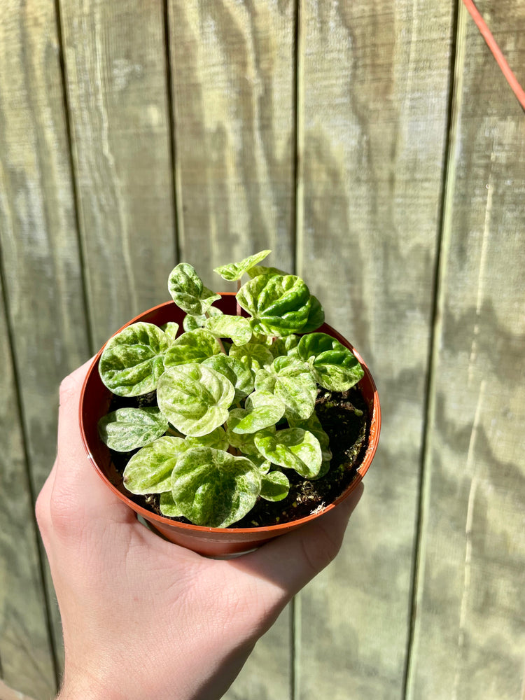 4” Peperomia Freckled Variegata