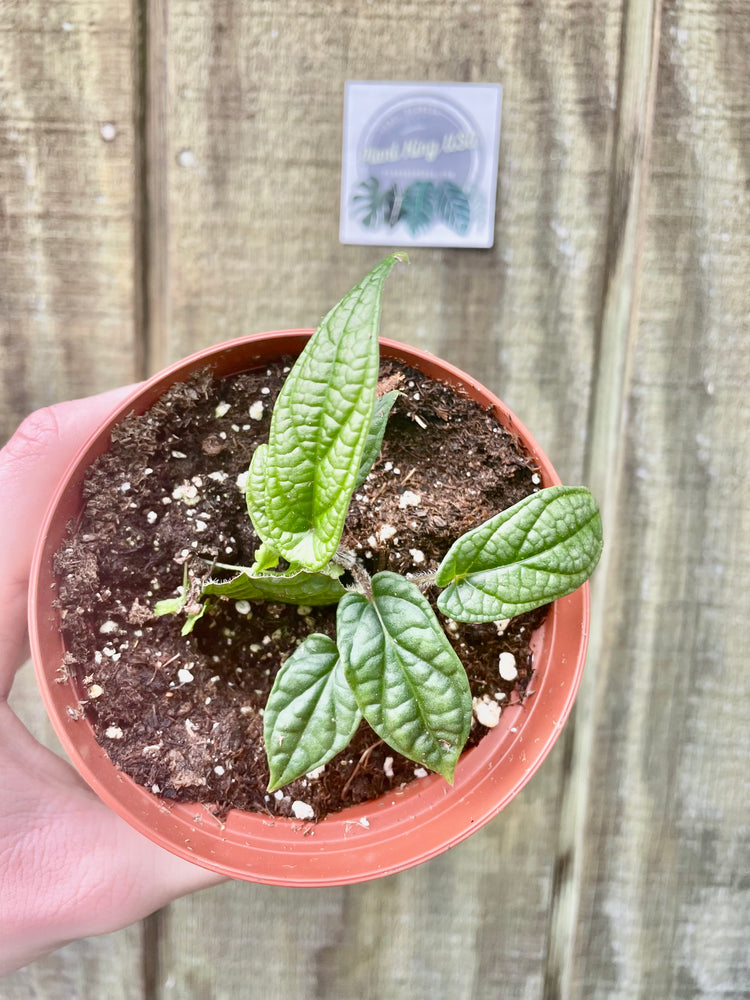 4” Pink Princess ‘Y’