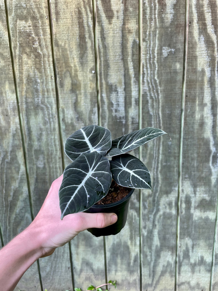 4” Alocasia Black Velvet