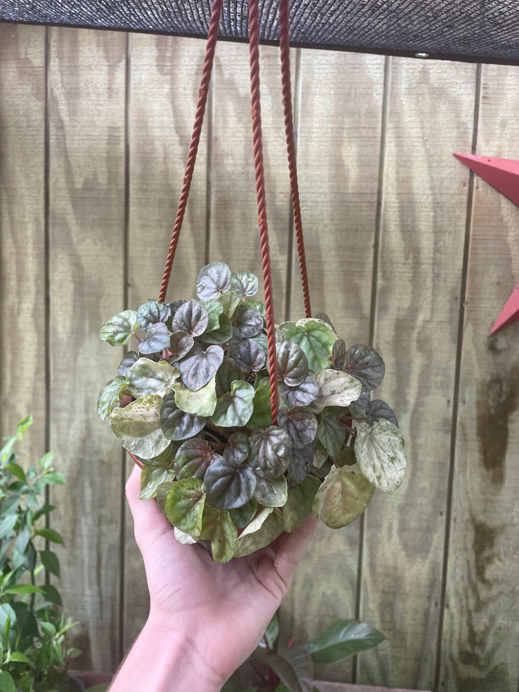6” HB Pink Lady (High-Variegated Mother plant) ‘F’
