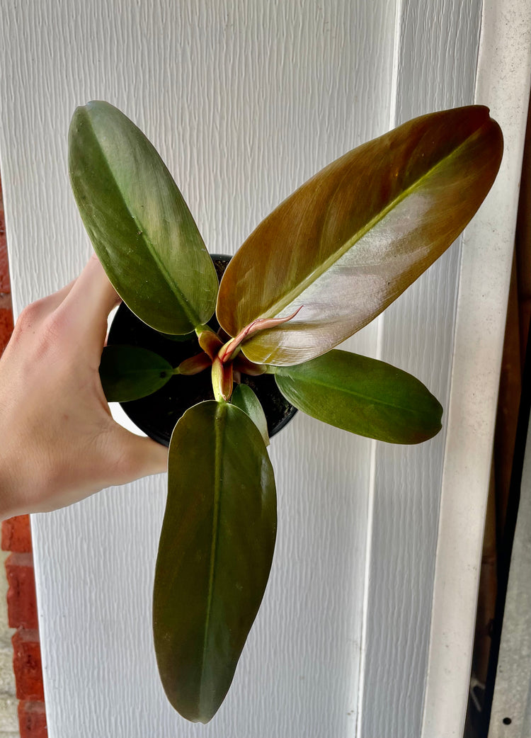 4” Black Cardinal Philodendron