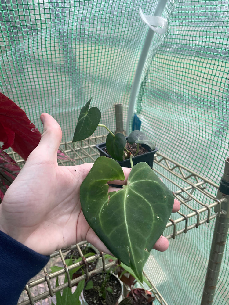4” Anthurium Clarinervium