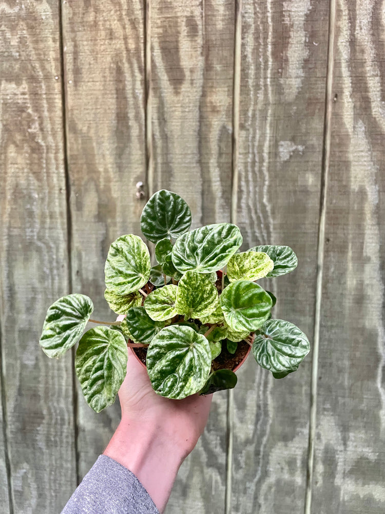 4” Variegated Emerald Peperomia
