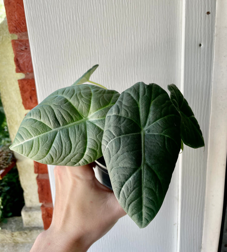 4” Alocasia Maharani (Grey Dragon)- Houseplant