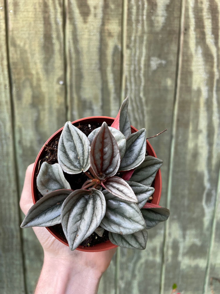 4” Peperomia Mendoza