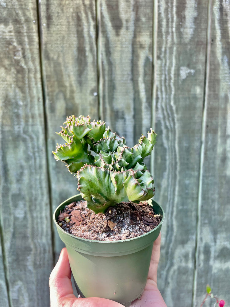 4” Variegated Coral Cactus