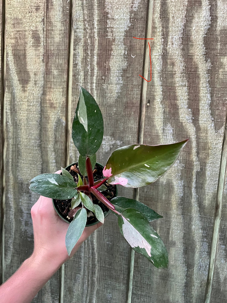 4” Pink Princess ‘J’