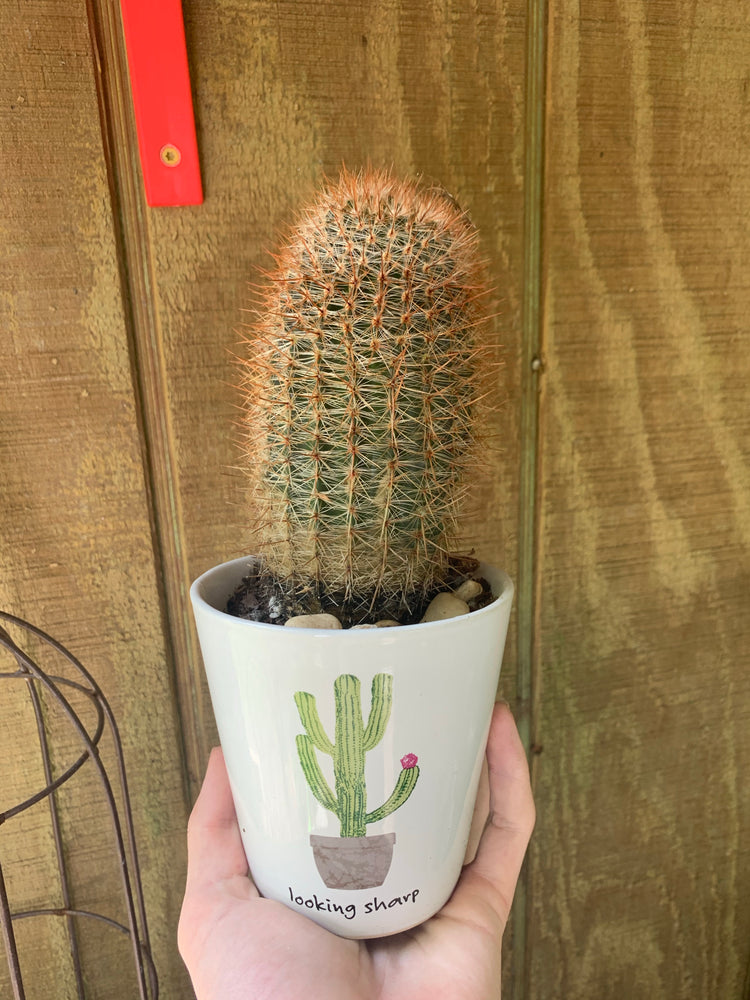 5” Notocactus schlosseri with pot