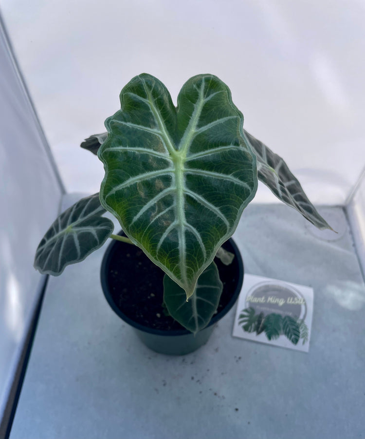 4” Alocasia ‘Mandalay’