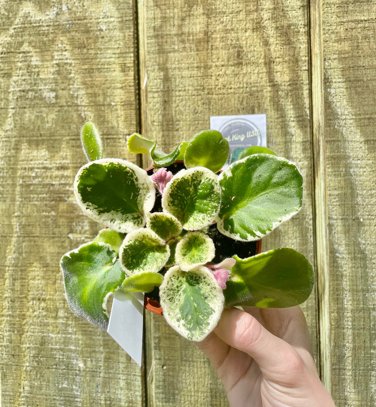 4” Variegated ‘Chic’ Violet
