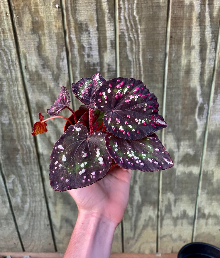 4” Begonia ‘Comet’ New hyrbid!
