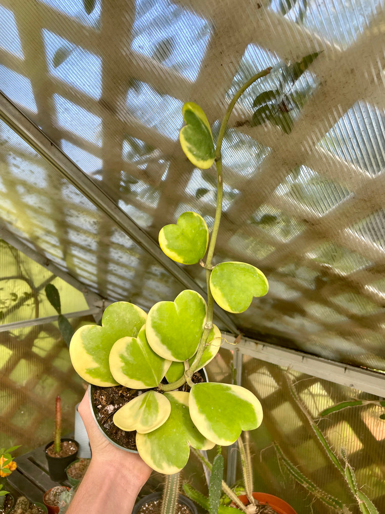 4” Variegated Hoya Kerrii L