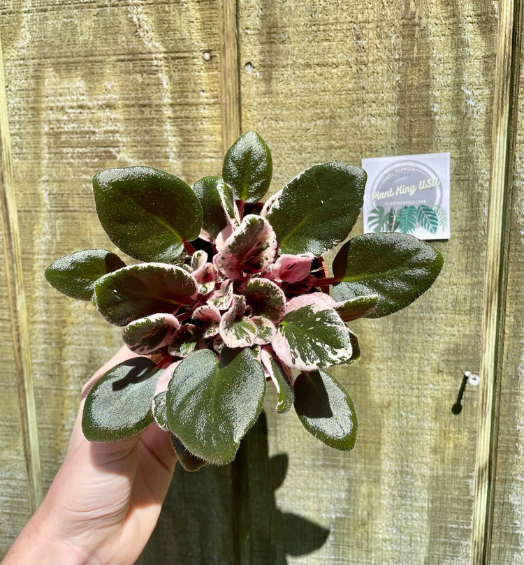 4” Hyrbid Pink Variegated Violet
