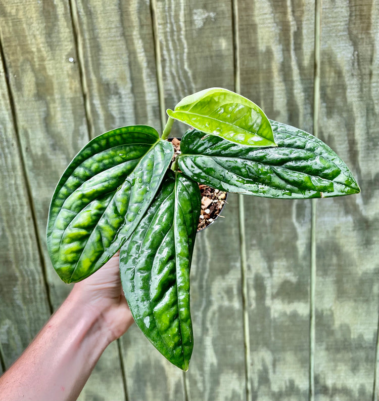 4” Monstera Peru - Houseplant