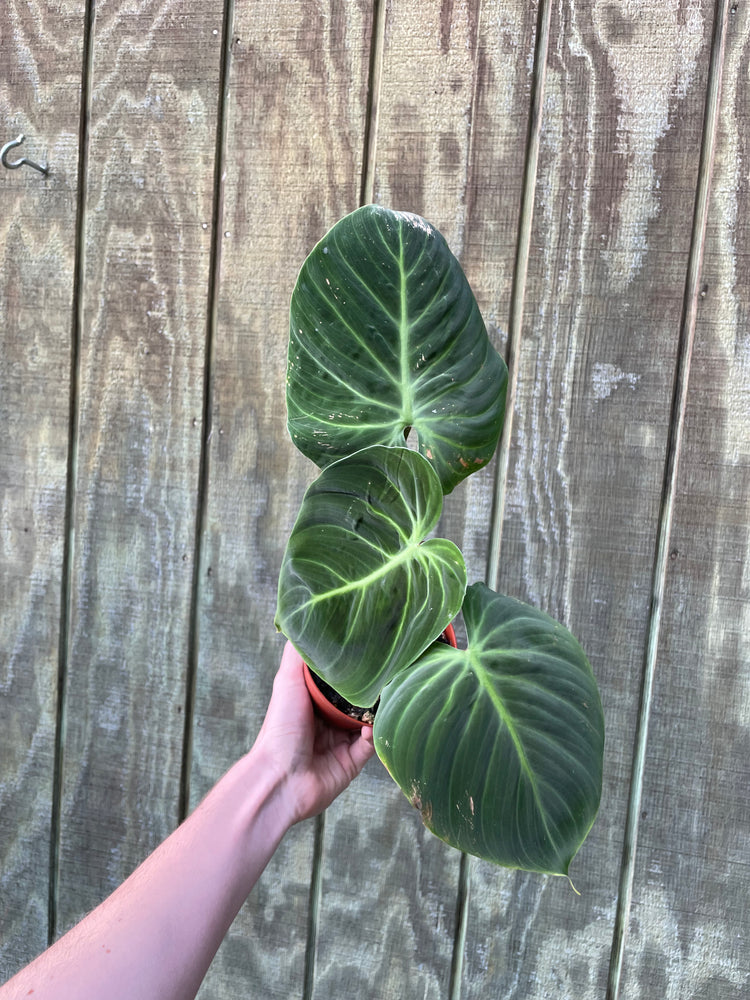 Philodendron El Choco Red
