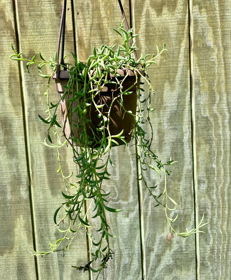 6” String of Bananas