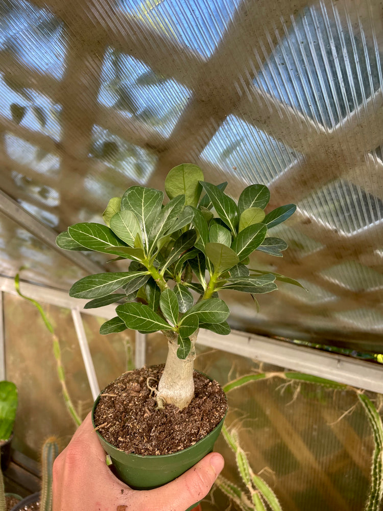 4” Desert Rose (Grower Choice)