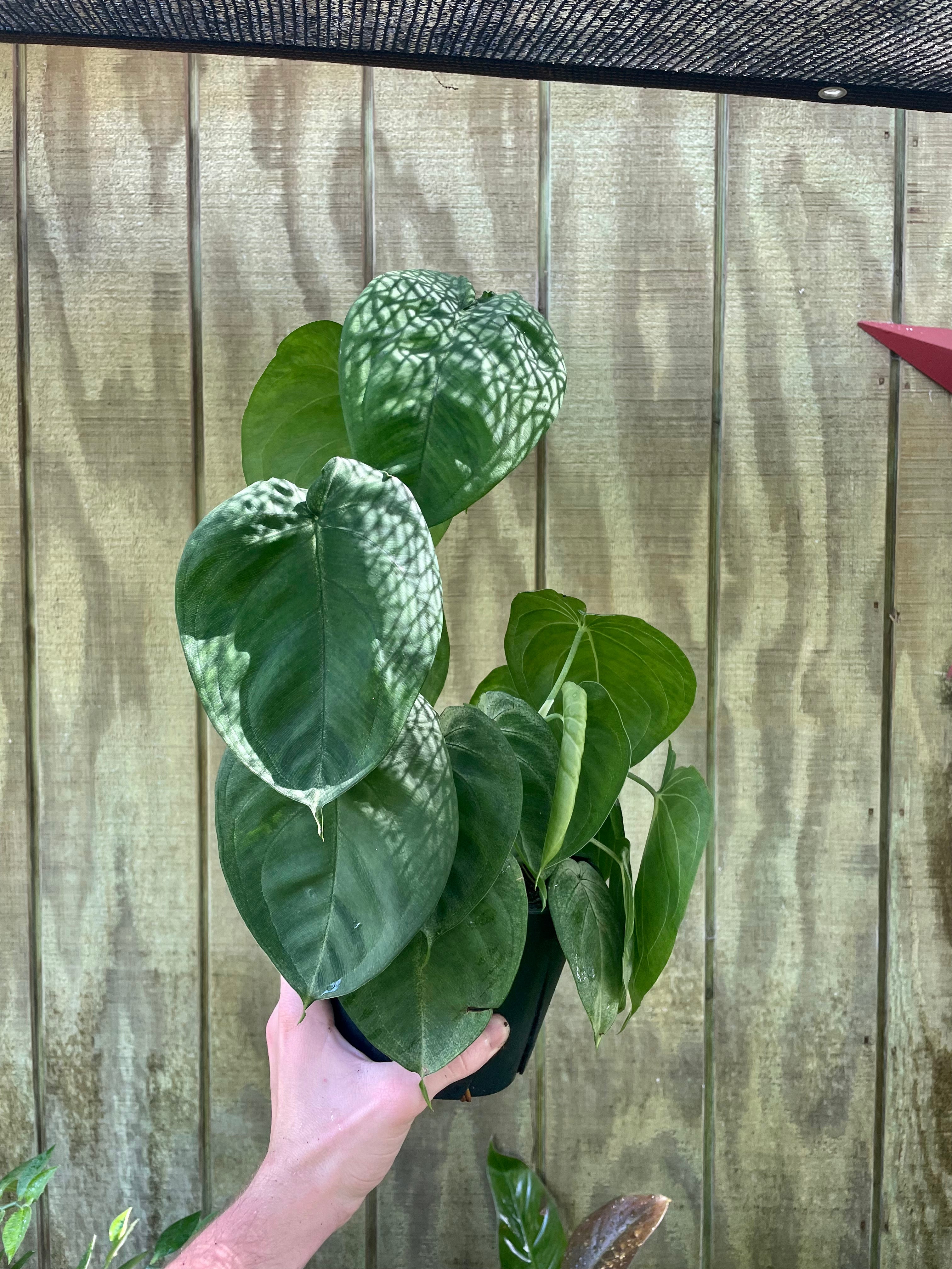 philodendron ice frost 6” Syngonium Ice Frost