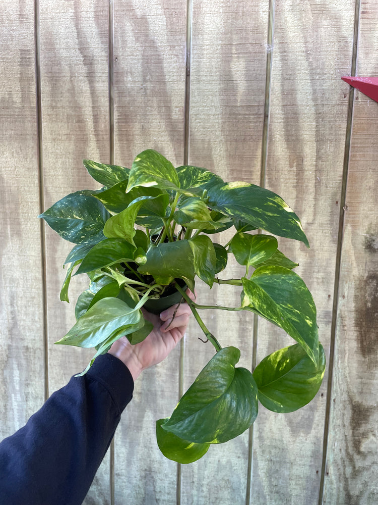 4” Golden Pothos