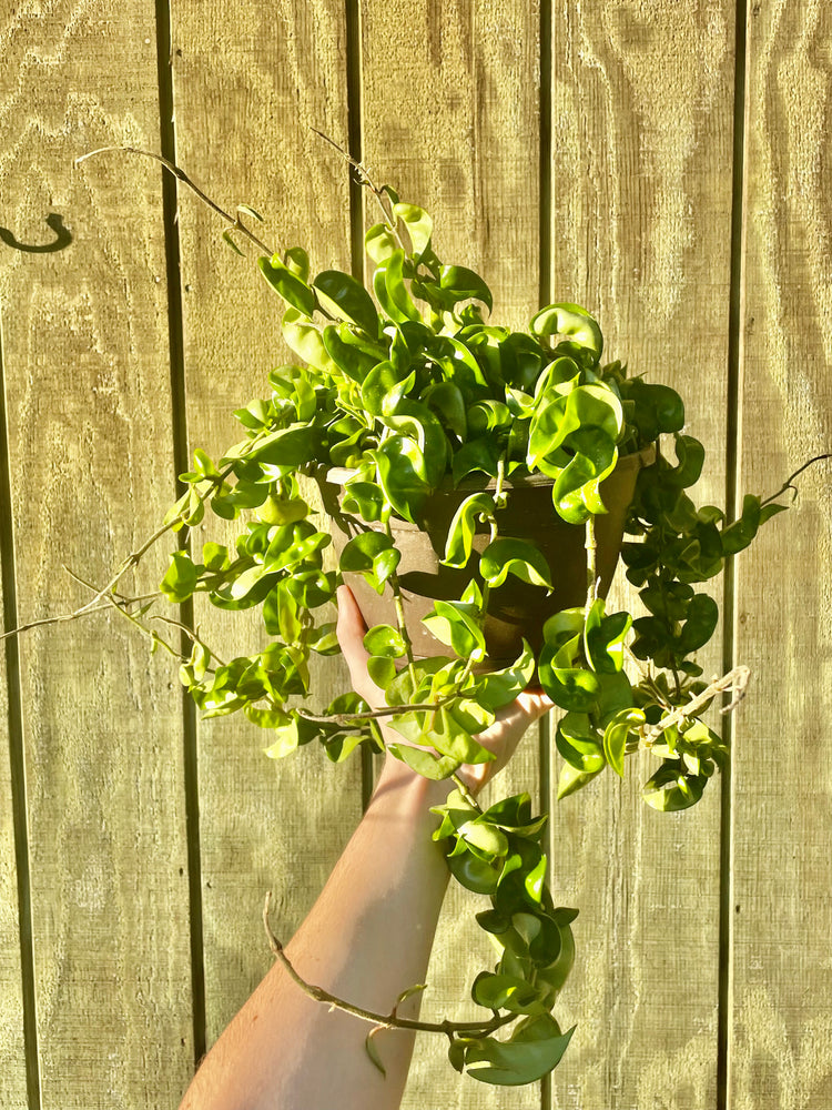 7” Hoya Compacta (exact)