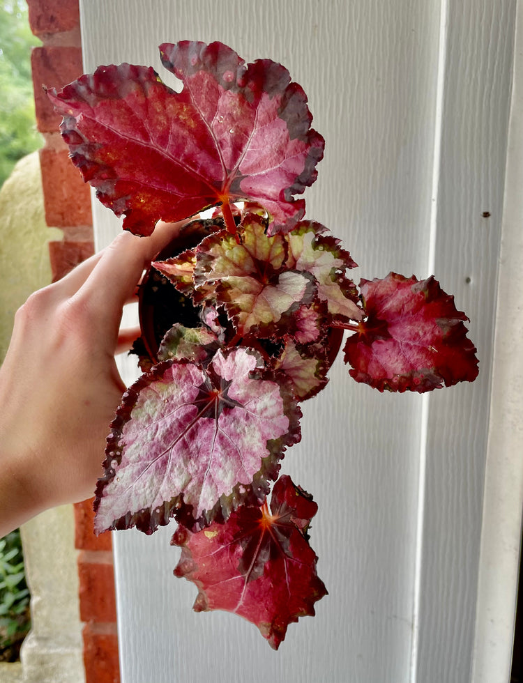 Red Robin Begonia- Houseplant
