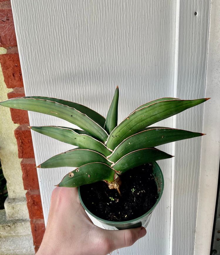 4” Sansevieria Samuri