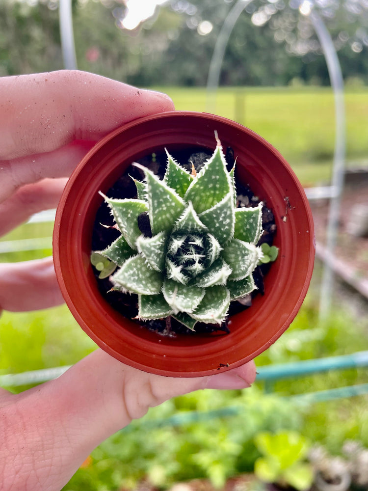 Mini Lace Aloe - Succulent