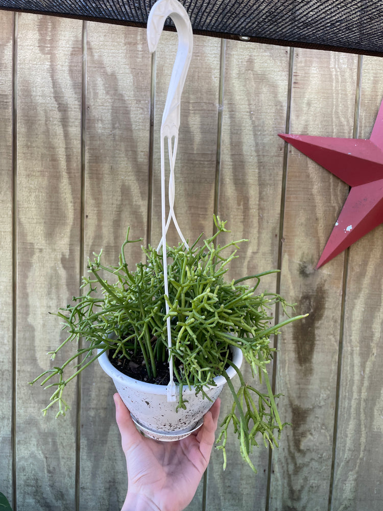 Rhipsalis HB