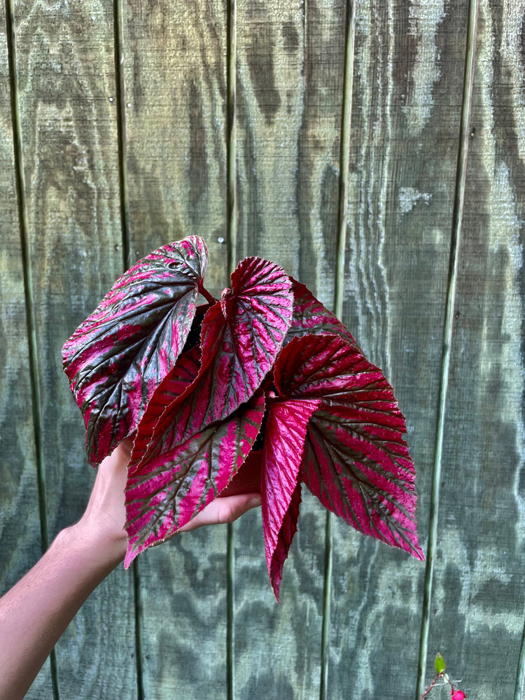 6” Begonia Breviremosa (light roots)
