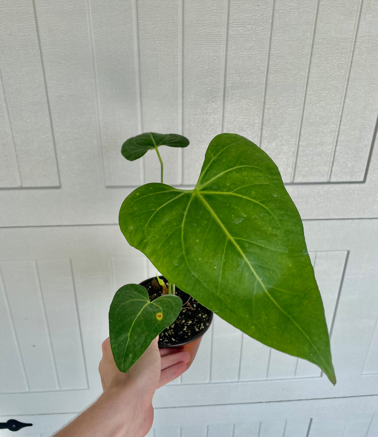 Anthurium Clarinervium Hybrid (seed grown)