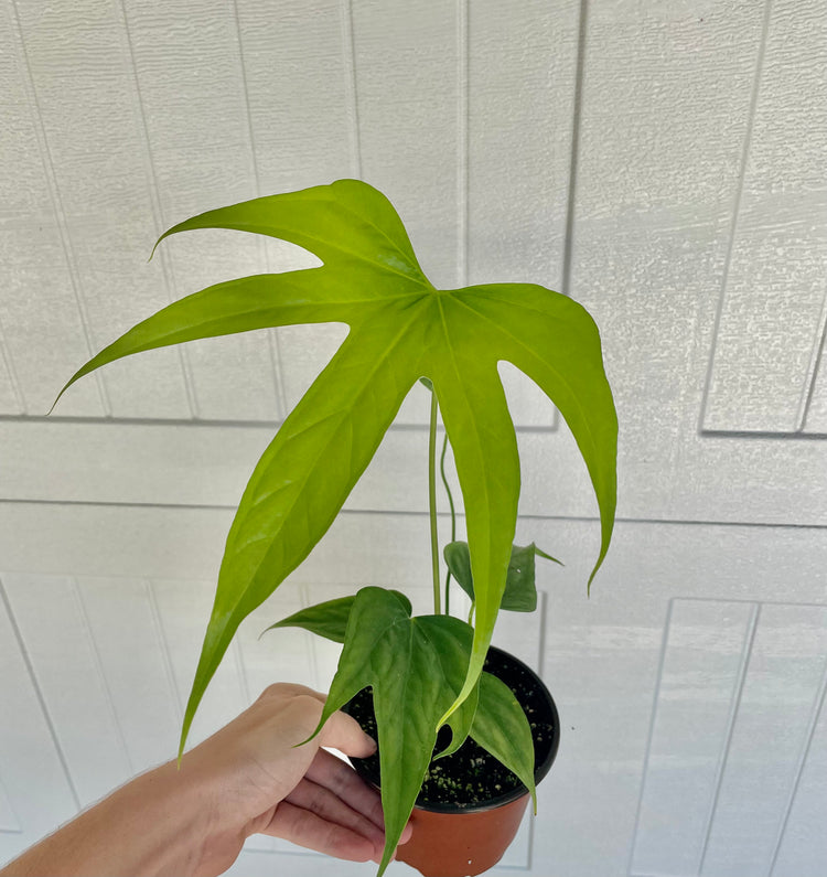 4” Anthurium Fingers