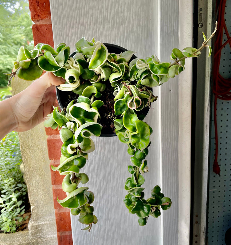 6” Variegated Hoya compacta ‘D’ - Succulent/ Houseplant