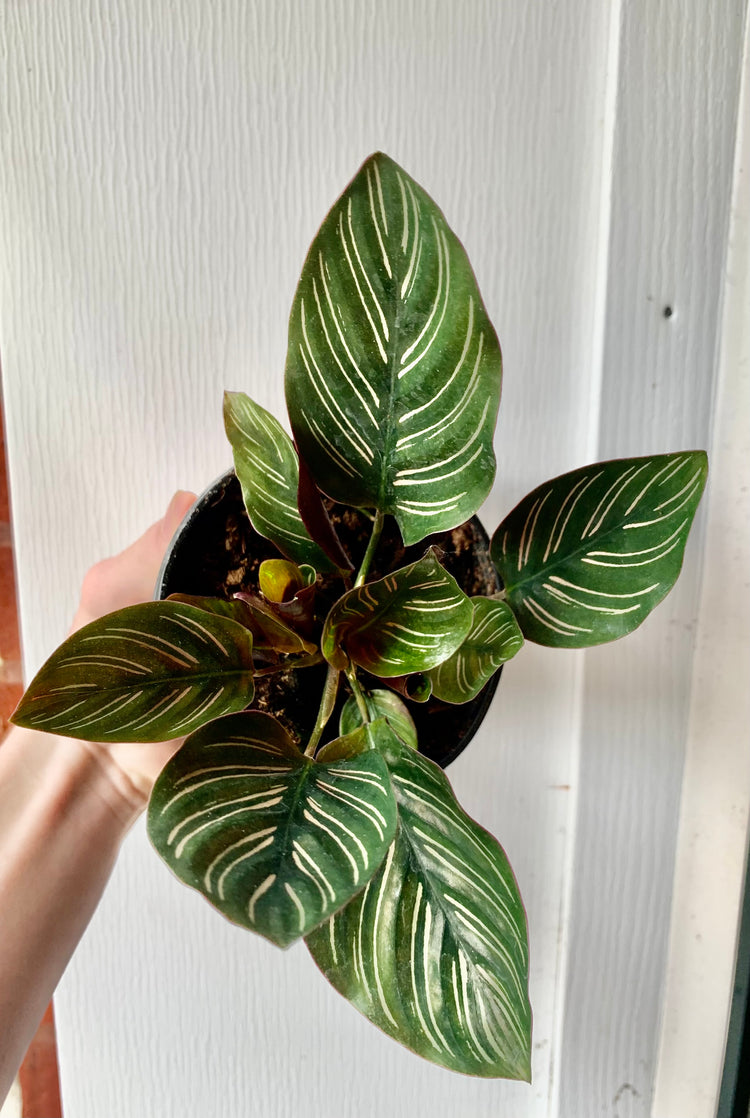 4” Calathea Pinstripe- Houseplant