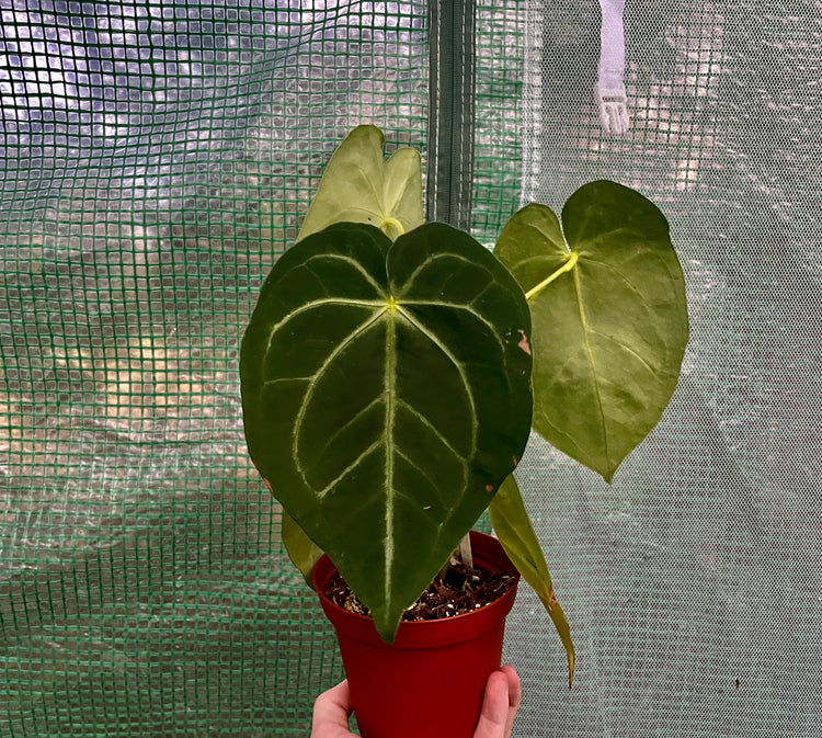 4” Anthurium Forgetii White x Mag