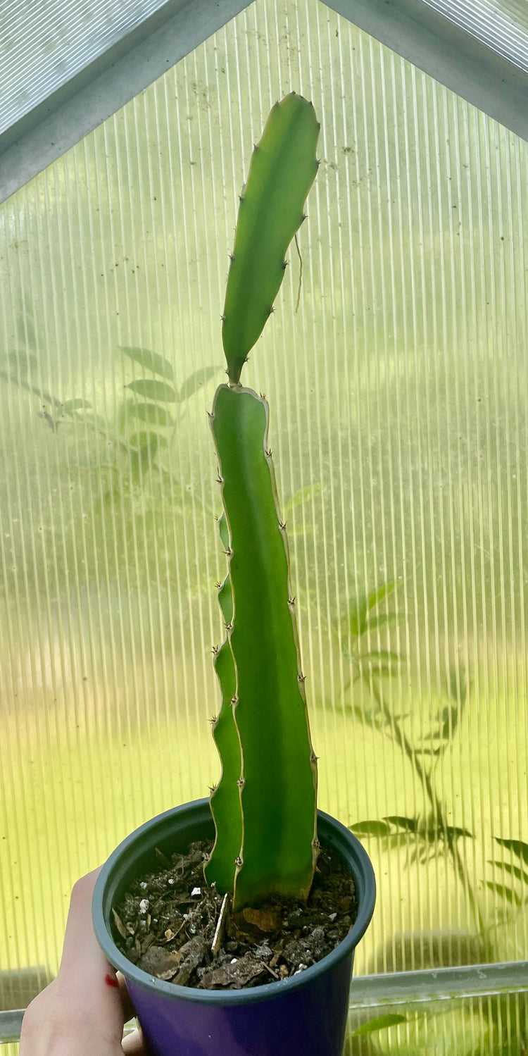 4” Dragon Fruit - succulent