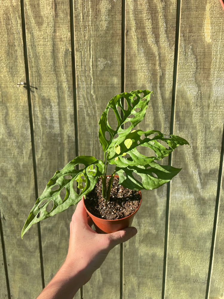 4” Monstera Obliqua Peru