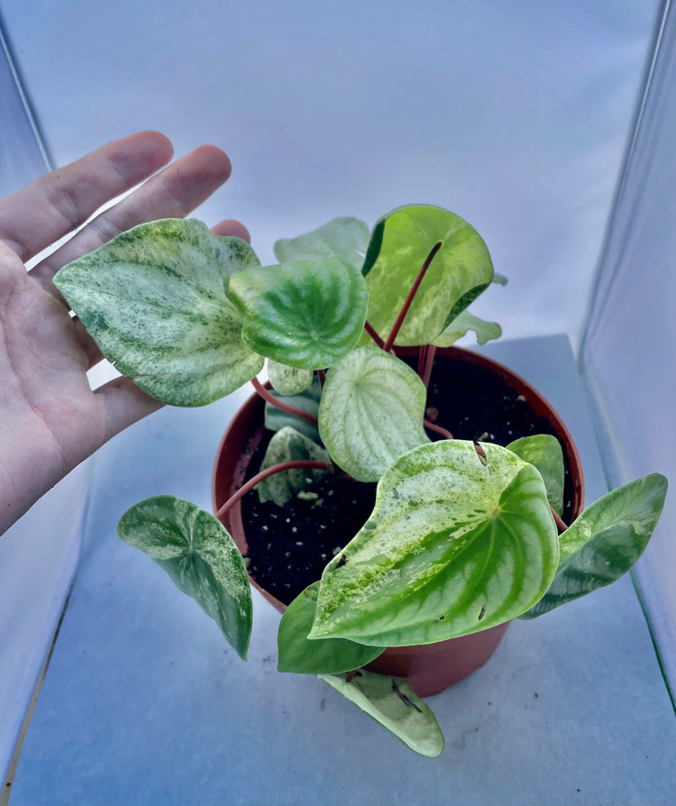 6” Variegated Watermelon Pep