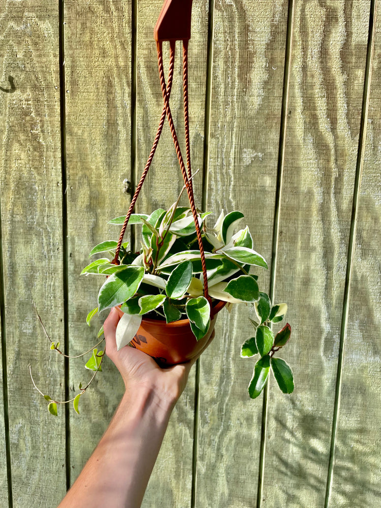 6” Hoya Queen HB