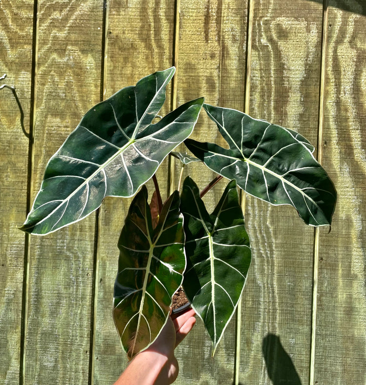 6” Alocasia Dragon Tooth ‘A’