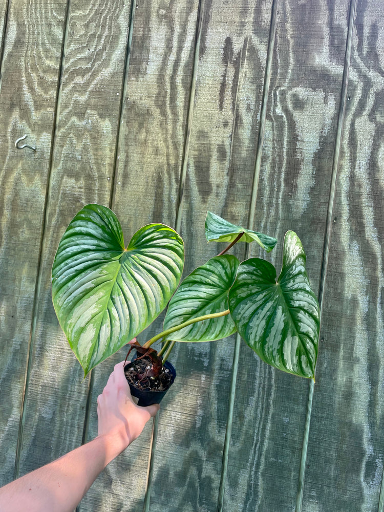 5” Philodendron Mamei