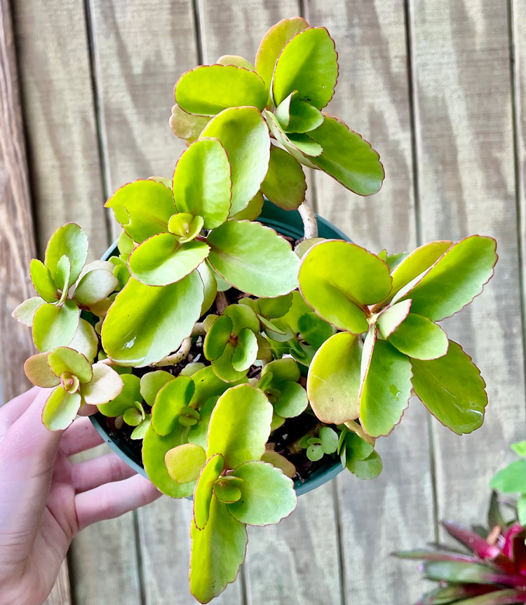 6” Kalanchoe