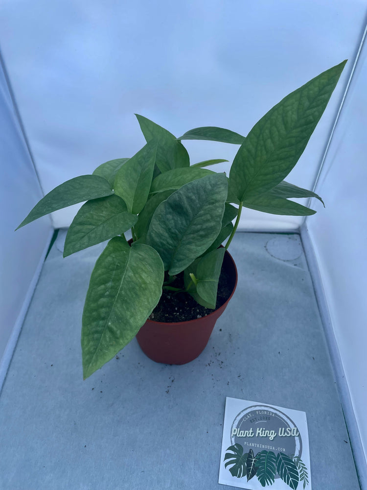 4” Cebu Blue (Plant of the week sale)