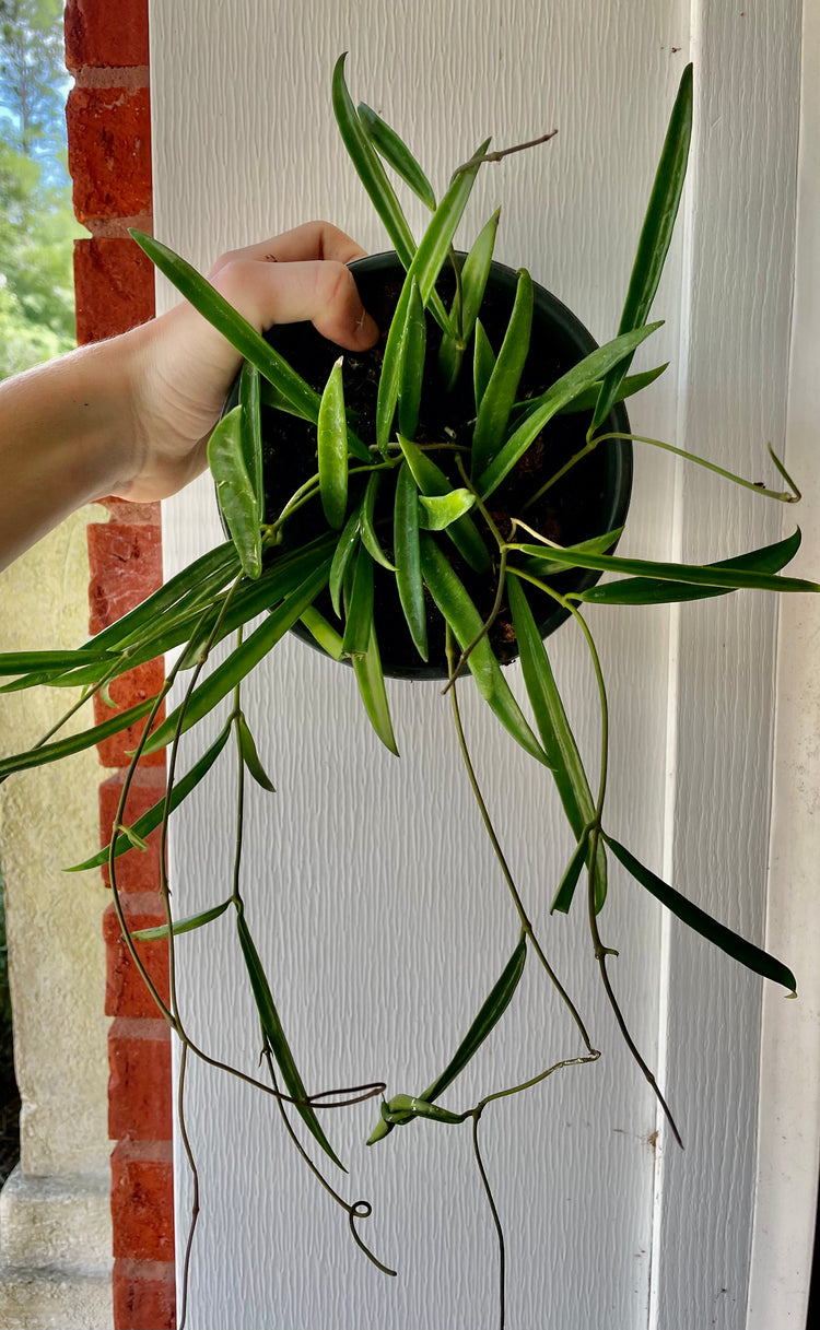 Hoya shepherdii 8” HB & 6” pot - Houseplant