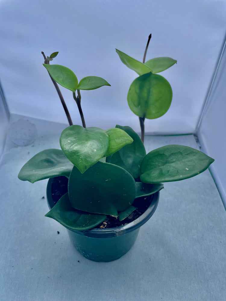 4” Hoya ‘Chelsea’