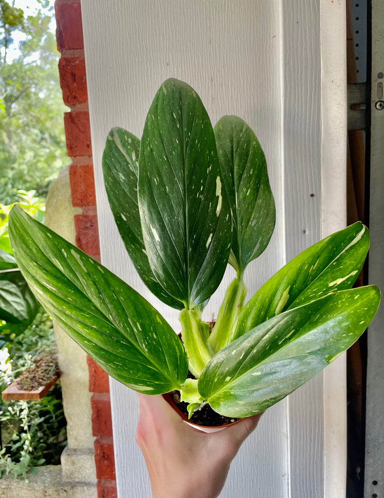 5” Monstera Standleyana 'Albo Variegata' B