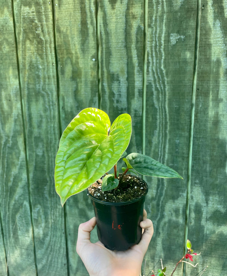 4” Anthurium Lux X Radicams
