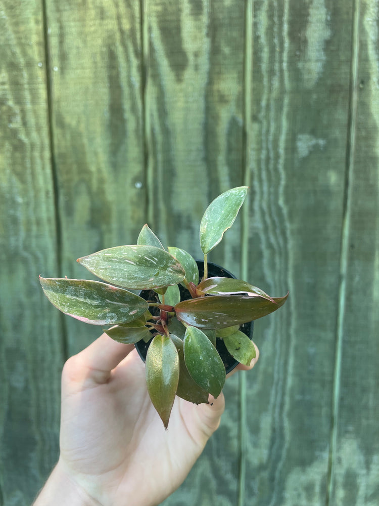 Pink Princess Philodendron