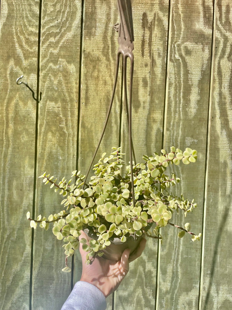 6” HB Variegated Jade